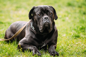 Cane Corso